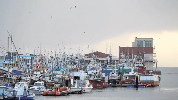Flota pesquera amarrada en el puerto de Burela (Lugo)
