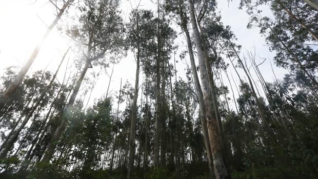 Bosque de eucaliptos en Galicia