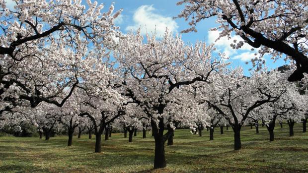 La Mesa Nacional de Frutos Secos estima que la cosecha puede ser menor debido a la escasez de lluvias