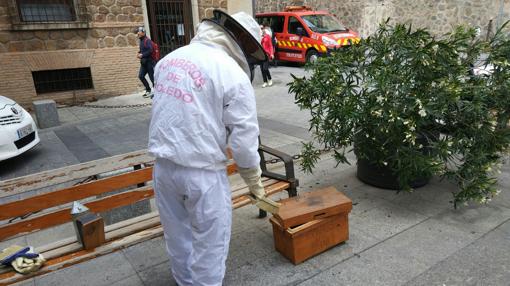 Un bombero recoge abejas para depositarlas en la caja