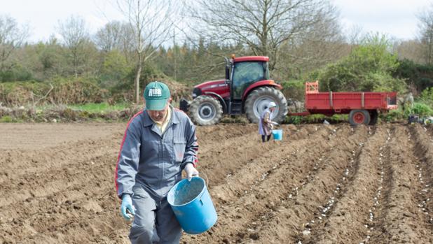 Un hombre planta patatas antes de la plaga de la polilla que afecta al cultivo en la actualidad