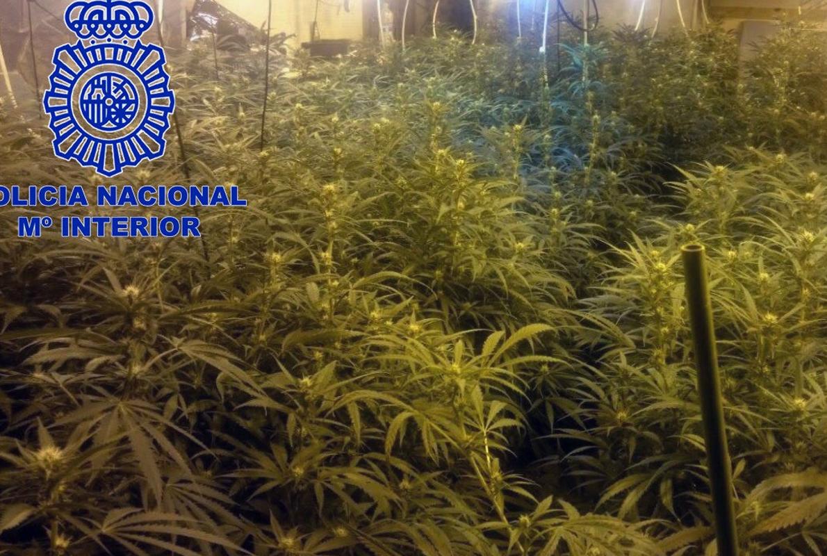 Fotografía facilitada por la Policía Nacional, de una de las plantaciones desmanteladas