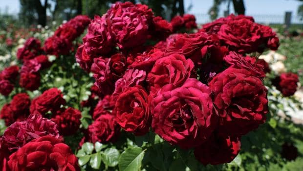 Un rosal francés gana la medalla de oro del Concurso Internacional de Rosas Nuevas Villa de Madrid