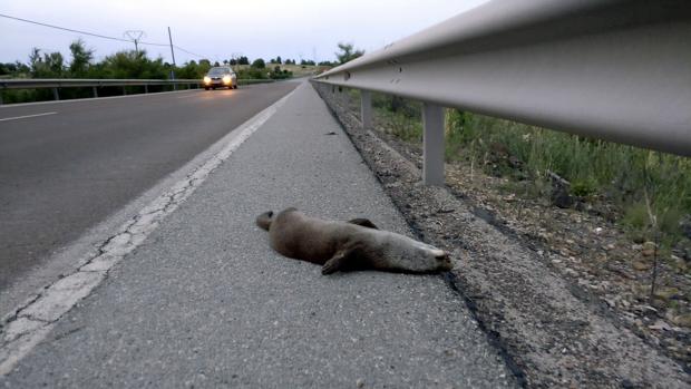 Imagen de la nutria atropellada en la carretera N-401, en la provincia de Ciudad Real