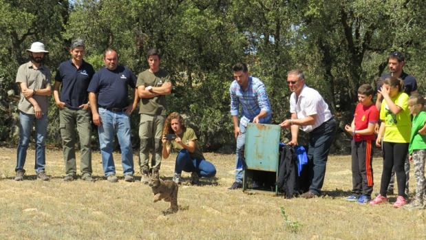 El lince «Nativo», liberado en una finca de Menasalbas