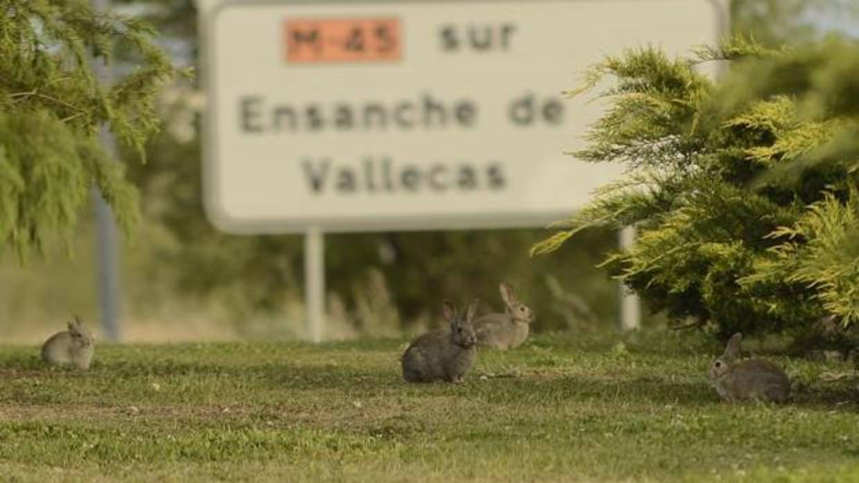 Una camada de conejos en una rotonda de Vallecas