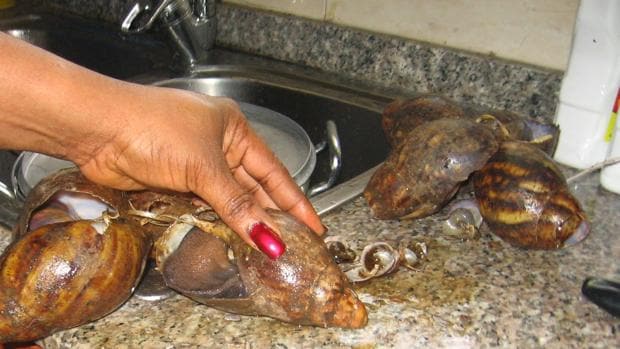Requisan en Canarias caracoles africanos como los que se usan en la santería y provocan meningitis