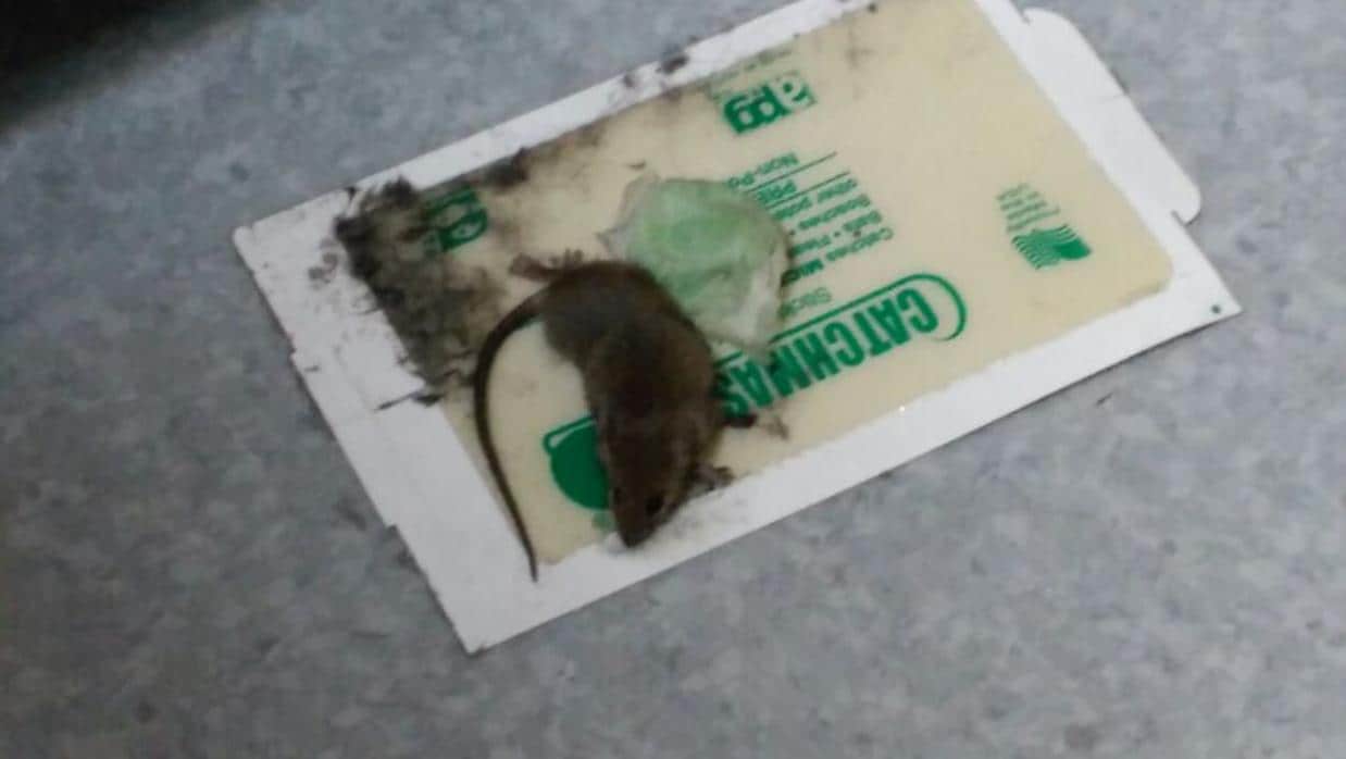 Imagen de archivo de una rata muerta en una sede judicial