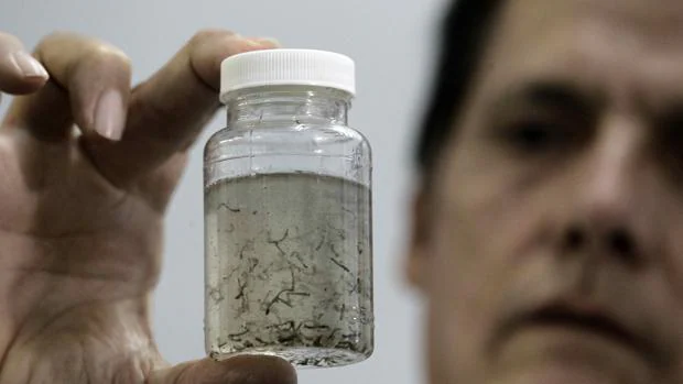 Un científico muestra un frasco con larvas de mosquitos que transmiten el virus Zika