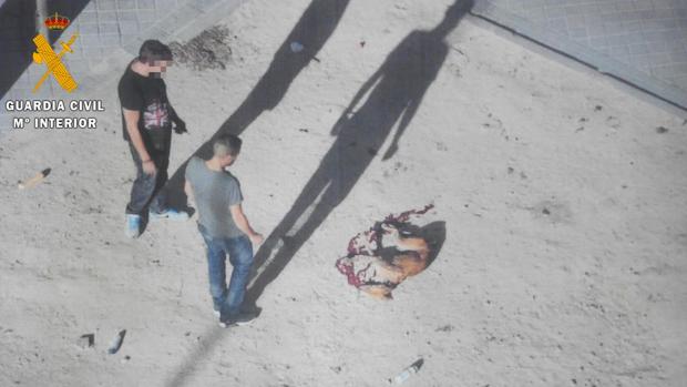 Siete detenidos en una operación contra el robo y el maltrato de galgos en Ávila