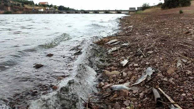 Peces muertos a orillas del pantano del Vicario, en Ciudad Real