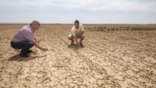 Tierra de Campos, en Palencia, es otra de las zonas más afectadas por la sequía