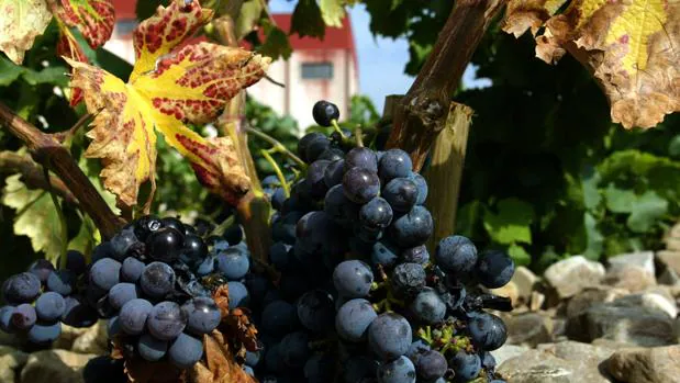 El objetivo es salvar variedades singulares de vid con las que obtener vinos de alta calidad