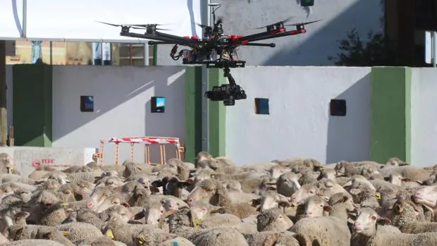 Un dron controlando un rebaño de ovejas