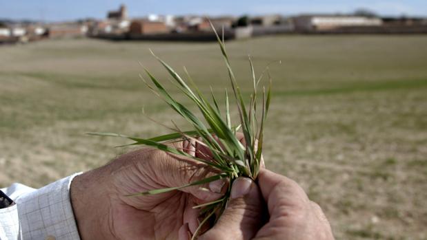 Uno de los miles de campos de cereal arruinados este año en Aragón por la falta de lluvias