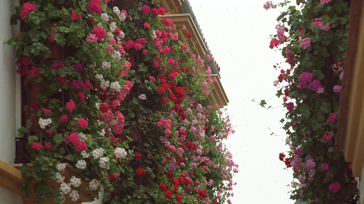 El Ayuntamiento quiere frenar el efecto invernadero premiando a los balcones más floridos de Madrid