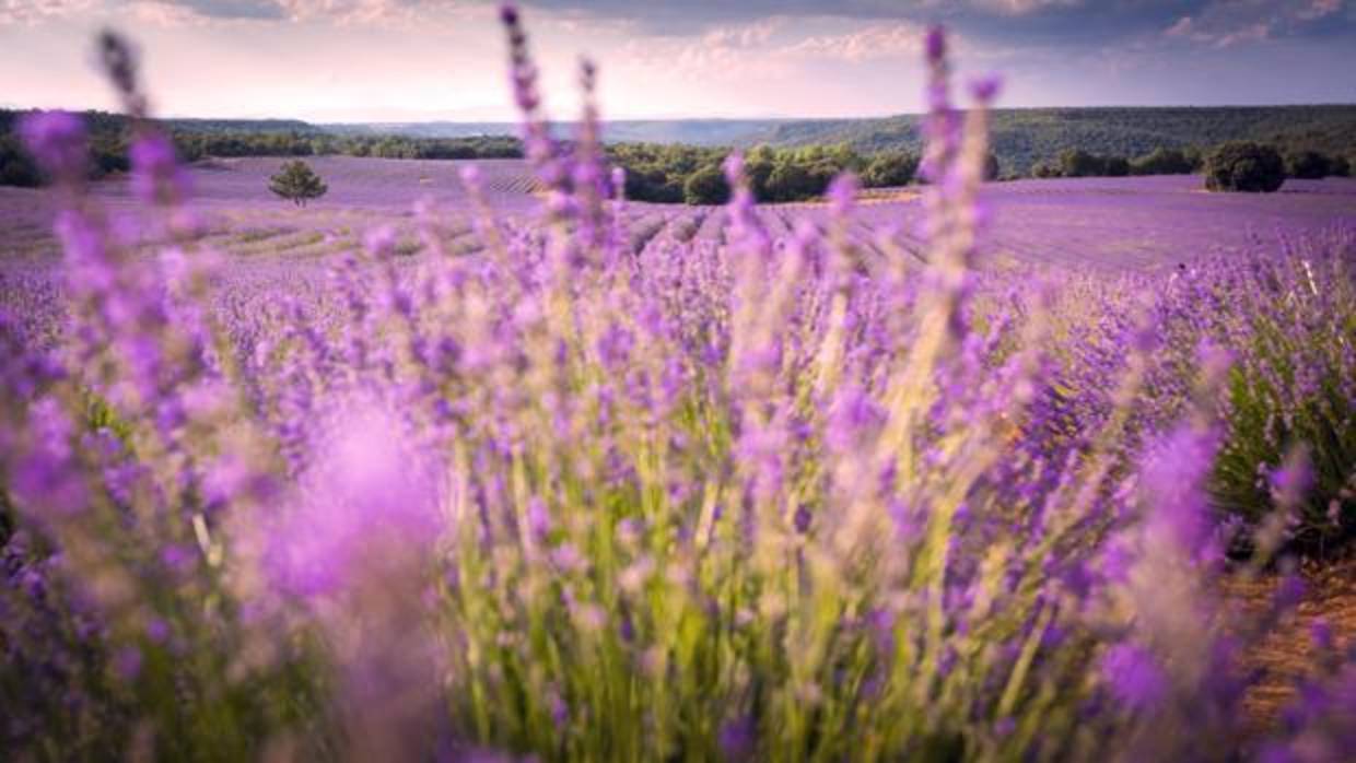 Cultivos de lavanda en el municipio de Brihuega, en la Alcarria guadalajareña