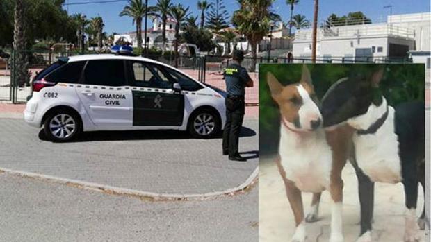 Detenido por pasear sueltos y sin bozal a dos perros peligrosos que destrozaron la cara a una mujer