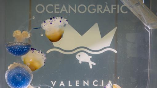 Imagen de unas medusas en el Oceanogràfic de Valencia