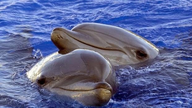 Delfines en el Oceanogràfic de Valencia
