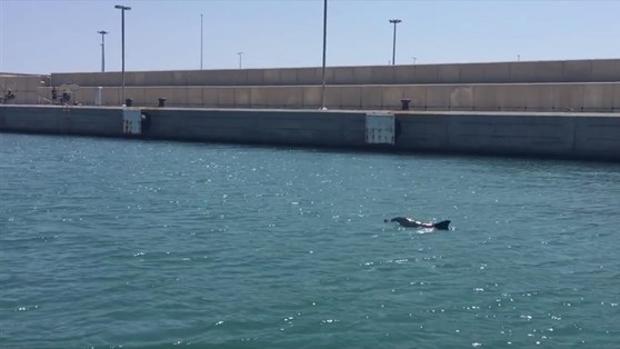 Vídeo: avistan una cría de delfín en la Marina de Valencia