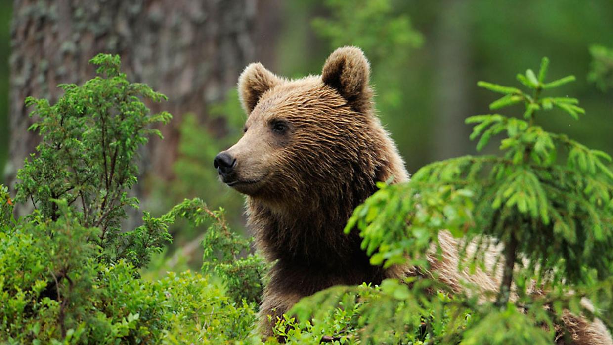 El oso, una amenaza añadida para la ganadería extensiva en el Pirineo aragonés