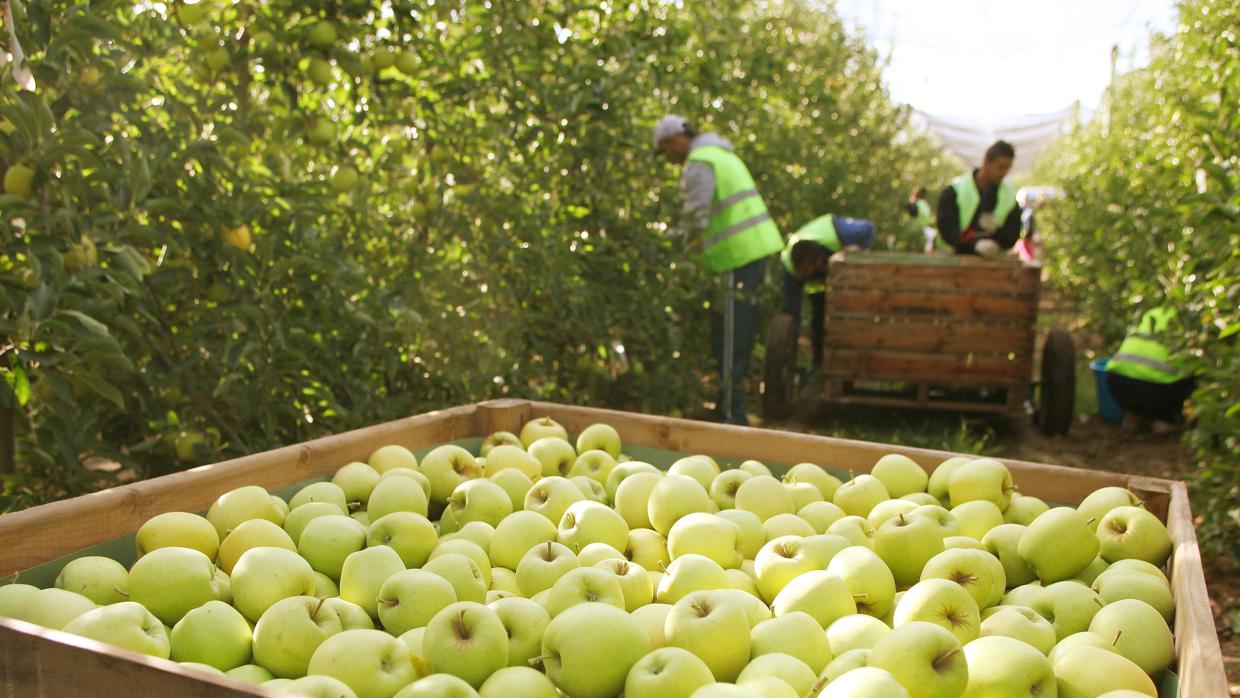 Campos de frutal en los alrededores de Calatayud