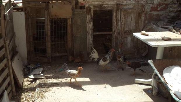 Corral con varios de los gallos prsuntamente utilizados para peleas