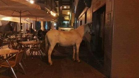 El caballo antye el Banco Popular de la capital palmera