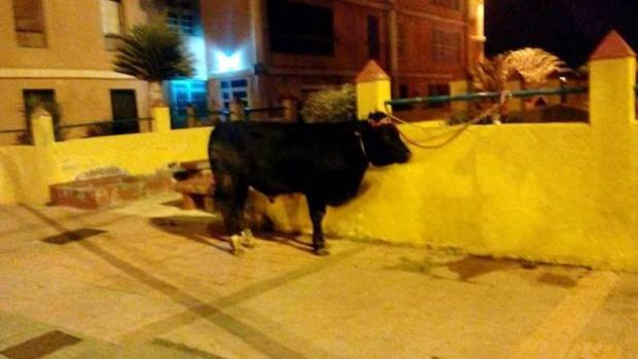 El toro en Telde, la madrugada de este sábado