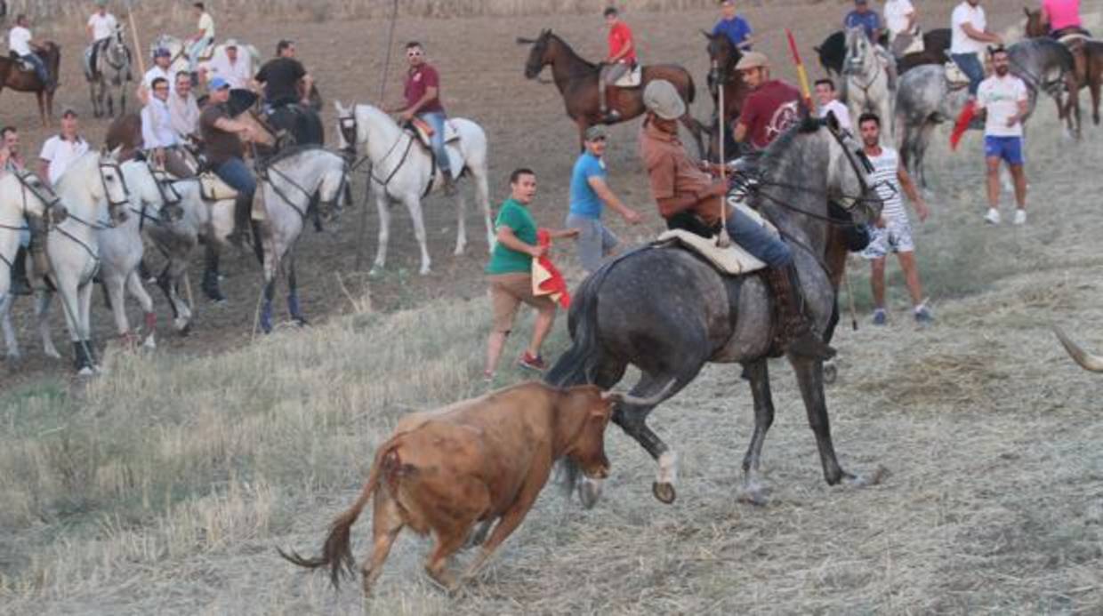 El tradicional encierro por el campo de Lominchar