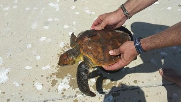 Rescatan a una tortuga marina atrapada en hilo de pescar en el Cabo de la Nao