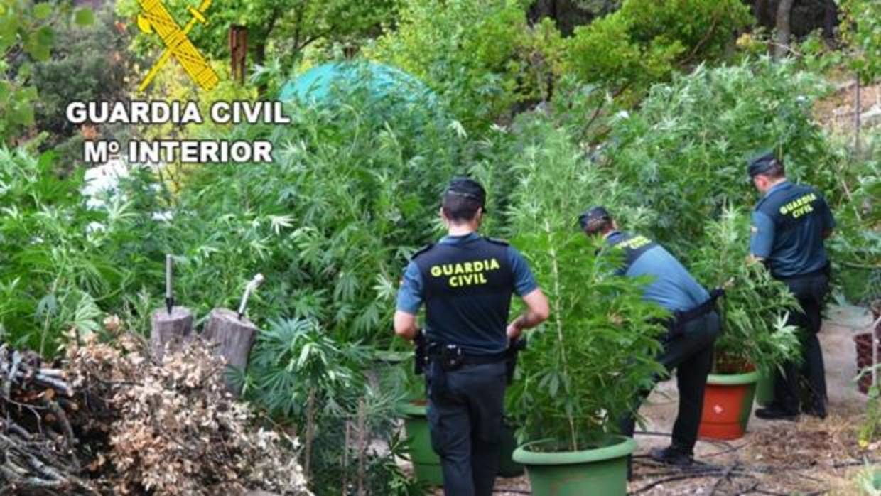 Imagen de la marihuana incautada en una finca de Benassal, Castellón