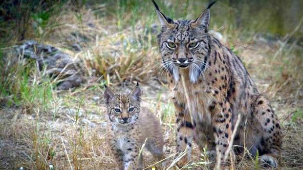 Una nueva camada de lince ibérico recorre Los Montes de Toledo