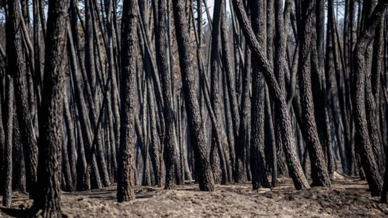 Árboles calcinados en el incendio en Verín de principios de agosto