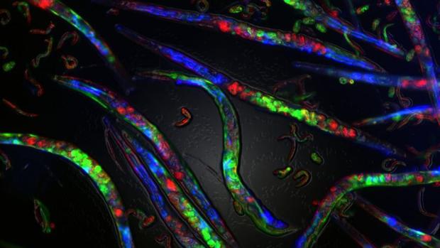 Errores en la replicación del ADN causan cambios epigenéticos que perduran hasta cinco generaciones