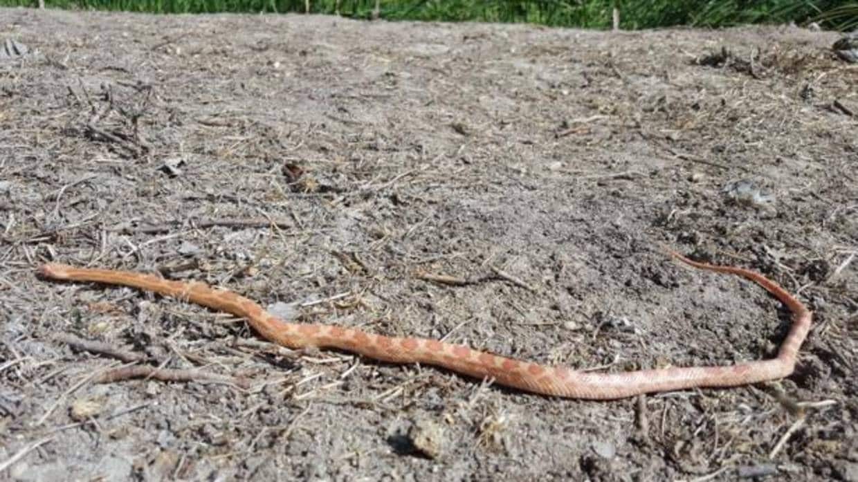 La serpiente del maíz hallada en Alcorcón