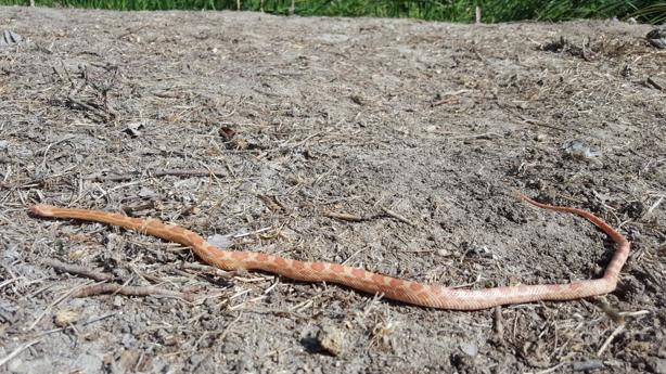 Encuentran una serpiente del maíz en una vivienda de Alcorcón