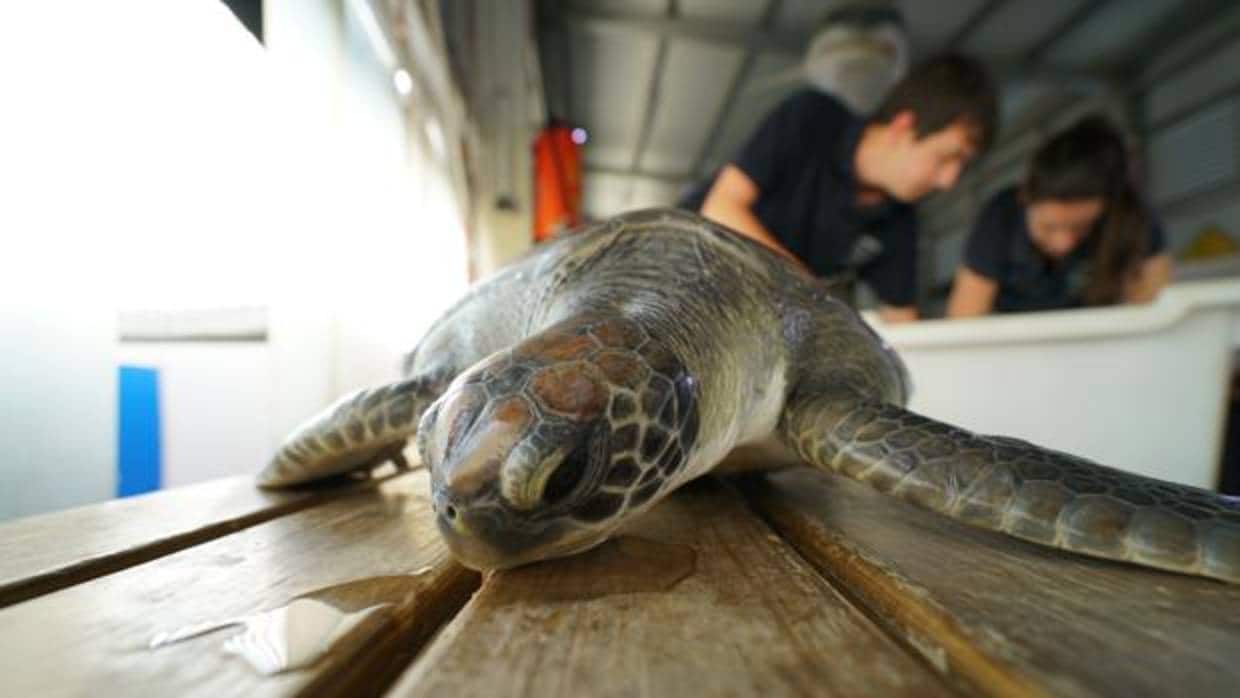 Imagen de la tortuga recuperada en el Oceanogràfic de Valencia