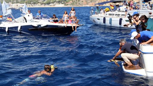 Imagen del momento de la liberación de la tortuga en el mar de Jávea