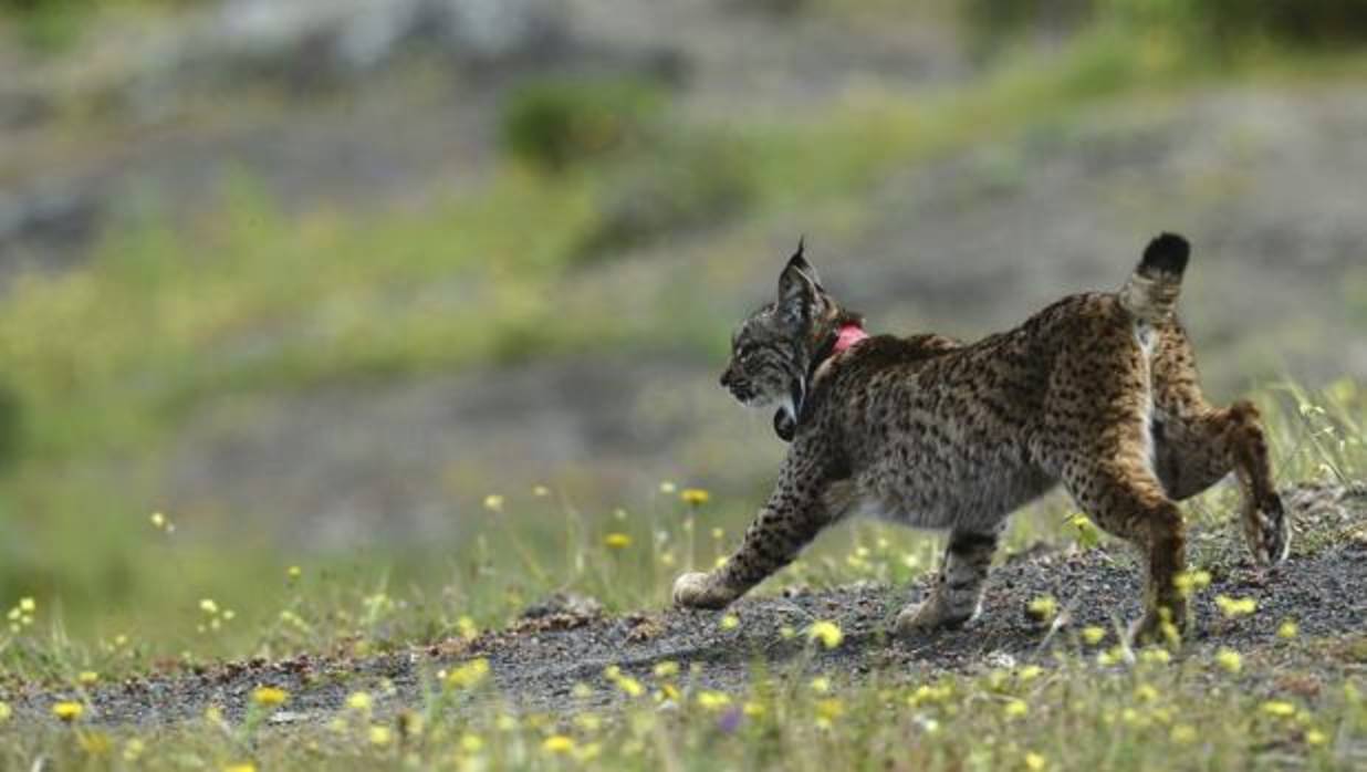 Lince ibérico en Los Montes de Toledo