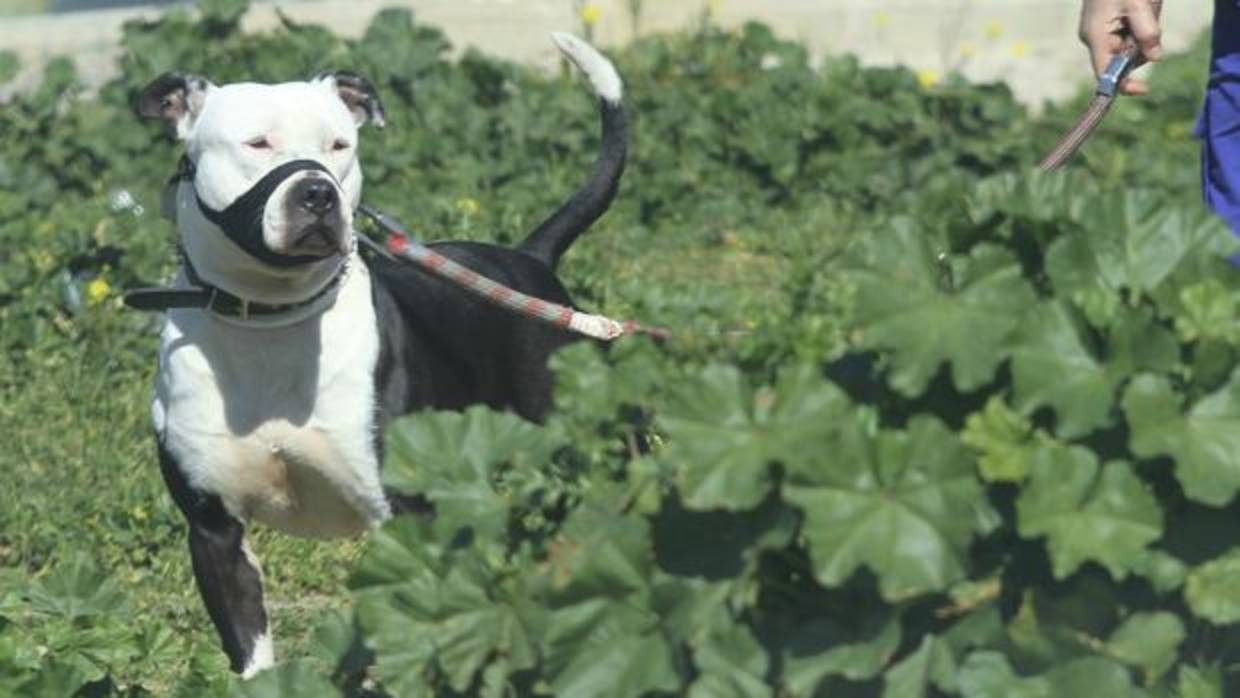 Imagen de archivo de un perro de raza potencialmente peligrosa