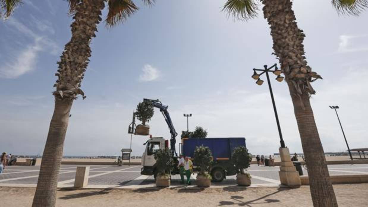 Momento de la instalación de maceteros en el Paseo Marítimo