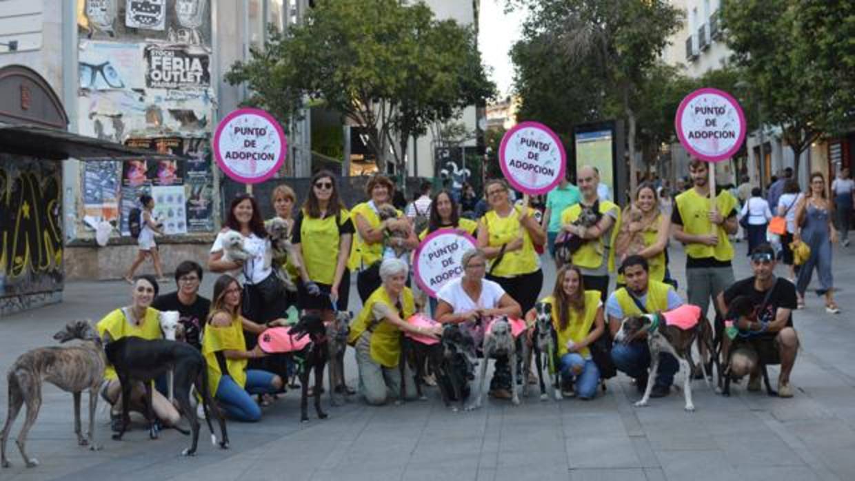 Los voluntarios de Animal Rescue, en la calle de Fuencarral