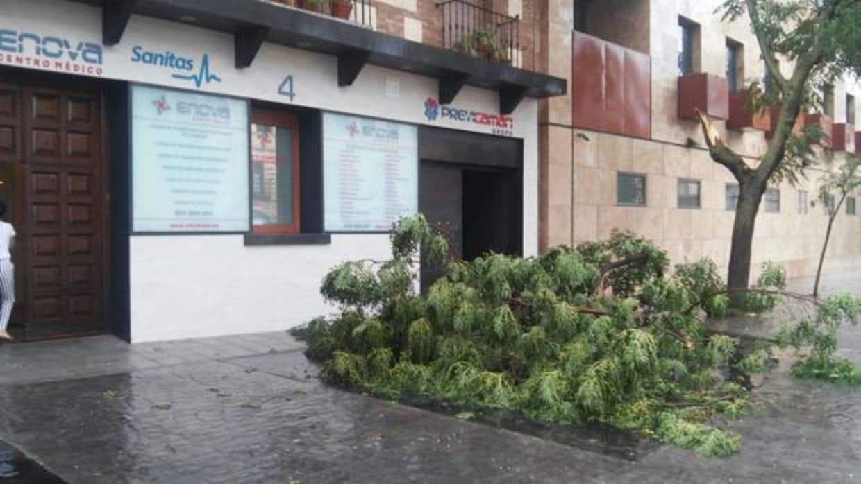 Las ramas de árbol caídas este lunes por la mañana en la calle Marques de Mendigorría, junto a la clínica Enova