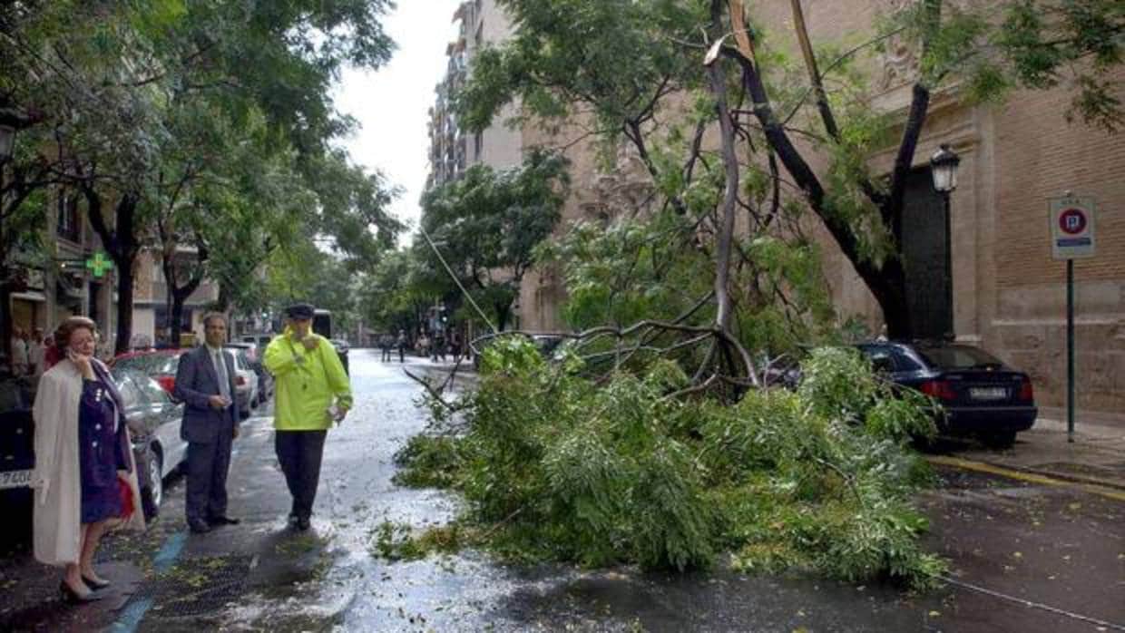 Imagen de archivo de un árbol caído en Valencia