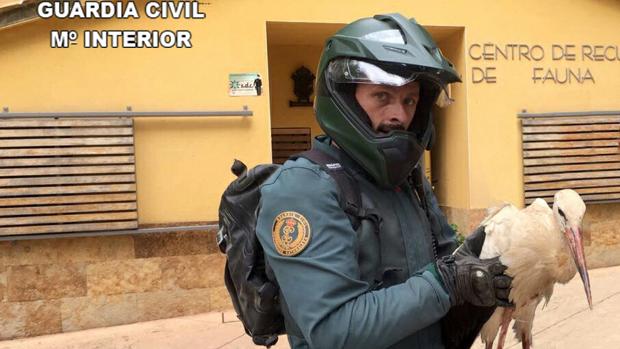 La Guardia Civil rescata en Cabanillas del Campo una cigüeña blanca