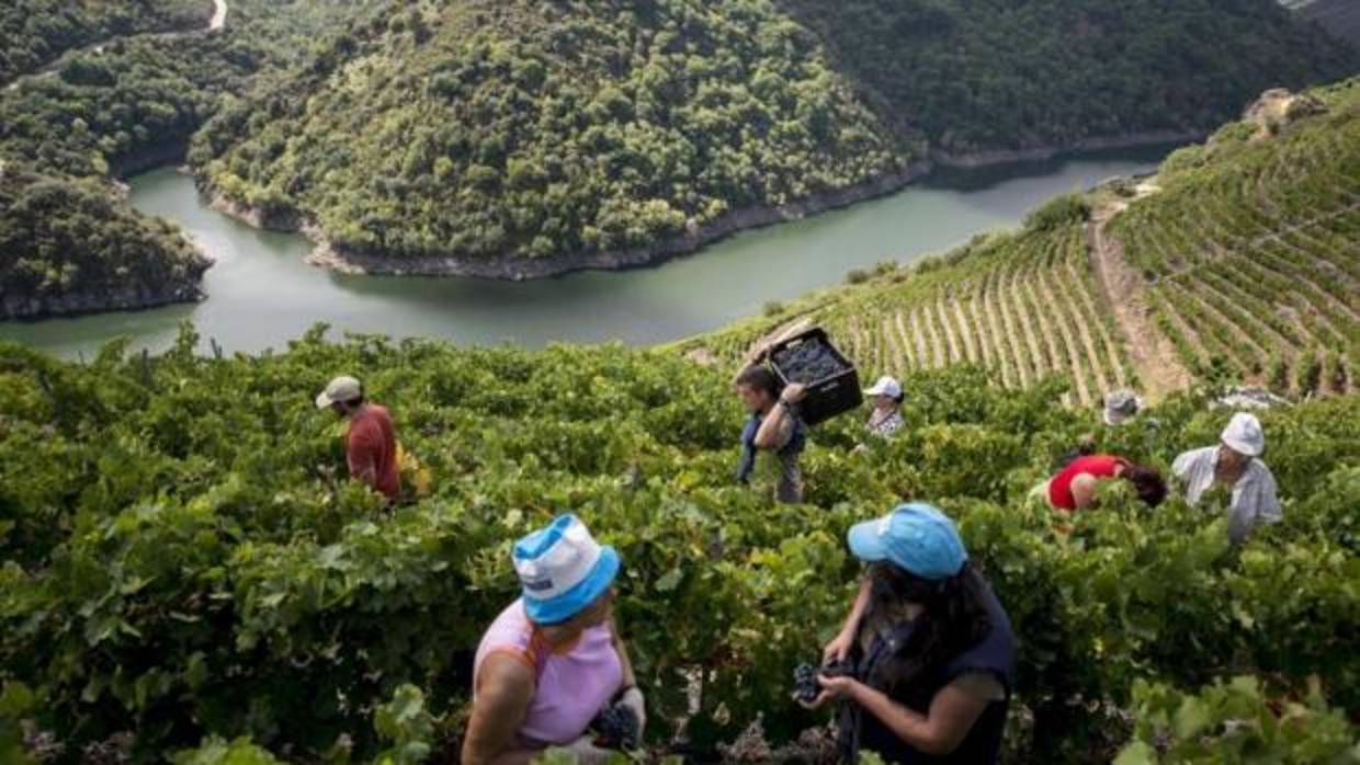 Vendimia en la Ribeira Sacra orensana