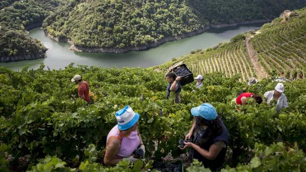 UU.AA. cuestiona el alcance de las ayudas previstas a viticultores