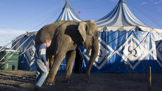 Un juez declara nulo el veto municipal a los circos con animales